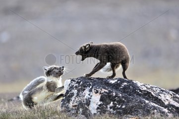 Dispute between Arctic Foxes at Hoegh Cape in Greenland