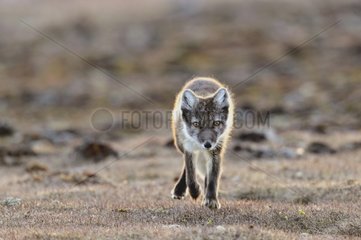 Arctic Fox at Hoegh Cape in Greenland
