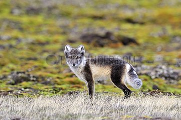 Arctic Fox at Hoegh Cape in Greenland