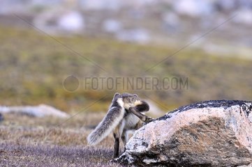 Fox marking its territory Hoegh Cape Greenland