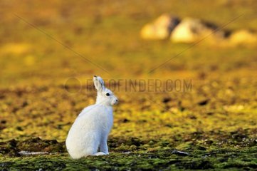 Arctic hare at Cape Hoegh in Greenland