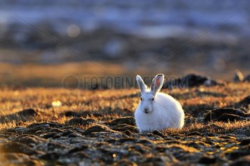 Arctic hare resting at Cape Hoegh in Greenland