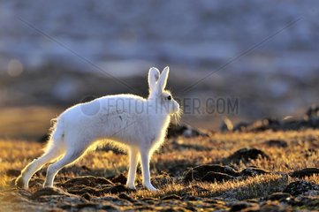 Arctic hare stretching Cape Hoegh in Greenland