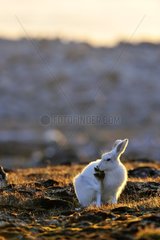 Arctic hare cleaning a paw Cape Hoegh in Greenland