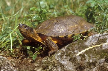 Wood turtle on a rock USA
