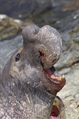 Eléphant de mer du nord mâle grognant après une bagarre