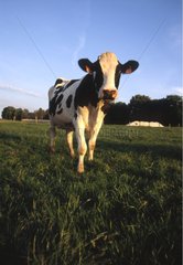 Holstein Kuh in einer Wiese Frankreich