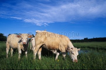 Vaches de race charolaise au pré Meurthe et Moselle France