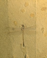Fossile de libellule