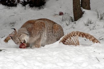Male boreal lynx eating meat Area of Orsa