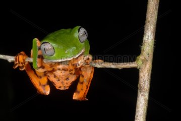 Tiger Striped Leaf Frog on branch French Guiana