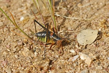 Ephippigere grasshopper on earth Massif des Maures France