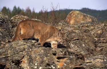 Mountain lion walking between rocks Montana USA