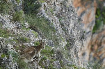 Junge spanische Ibex  der in der NÃ¤he seiner Mutter Spanien liegt