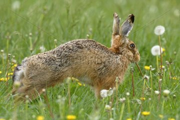 European Hare stretching itself in the grass Great Britain