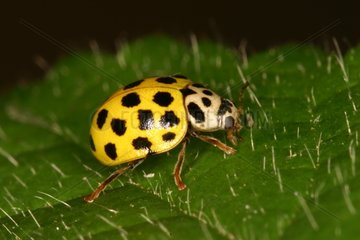 22-spot ladybird Moeraske Reserve Belgium