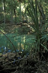 Trou d'eau en forêt tropicale humide Saison sèche Australie