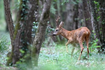 Male Roe deer in undergrowth Indre-et-Loire France
