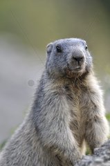 Portrait of a young alpine marmot observating France