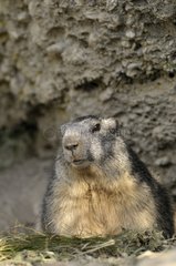 Portrait of an alpine marmot observating France