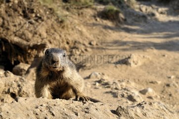 Alpine marmot watching the photographer France