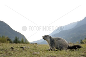 Alpine marmot observating France