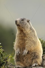Alpine marmot observating on a rock France