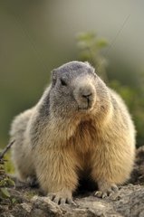 Alpine marmot observating on a rock France