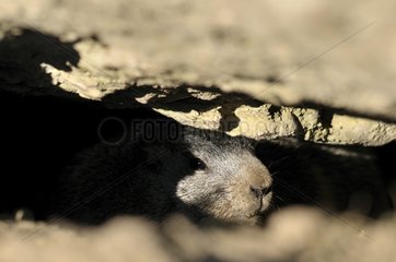 Alpine marmot in burrow watching the exterior France