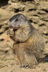 Alpine marmot eating France