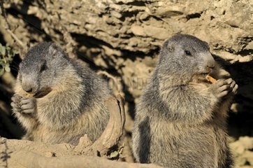 Two Alpine marmot eating France
