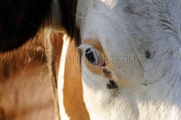 Close up of a dairy cow