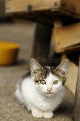 Alley Cat on a farm in Serbia