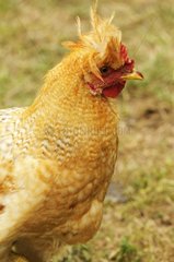 Portrait of a domestic hen Serbia
