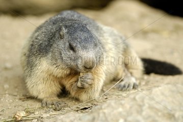 Alpine marmot eating on a rock France