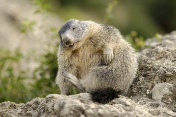 Alpine marmot making his toilet on a rock France