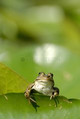 Lowland frog in a pond of Serbia