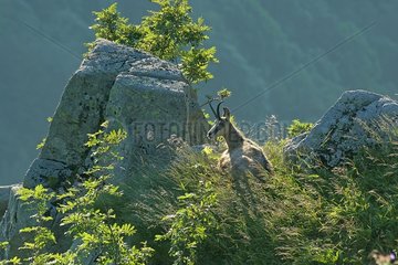 Chamoix resting on rock Hohneck massif Vosges