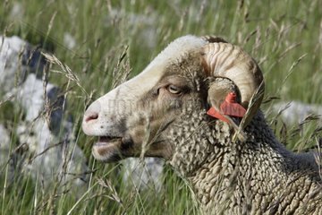 Schafe mit der Ohrprovence Frankreich