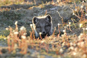 Arctic fox cub at burrow's entry in the tundra Canada