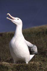 Männlicher wanderner Albatros in Werbung Crozet zeigen Crozet