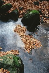 Blätter starben in einem Brook Auvergne France [at]
