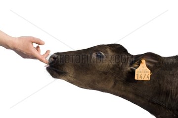 Porträt eines Holstein -Kalbs  das den Finger einer Person leckt