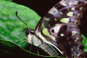 Schwanz Jay Schmetterling ruht auf einem Blatt