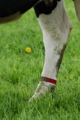 Bandage Identifizierung einer Behandlung am Bein einer Kuh