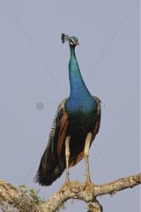 Indian peafowl on branch Yala National Park Sri Lanka