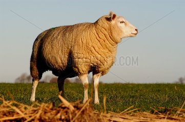 Mouton en Hollande Pays-Bas