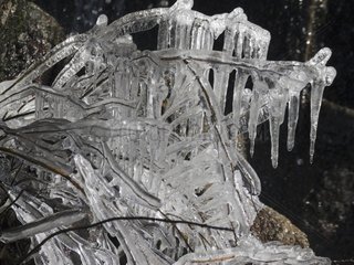 Branches covered with ice in winter Quebec Canada