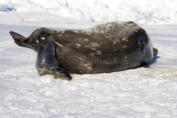 Weddell seal female giving birth Adelie Land