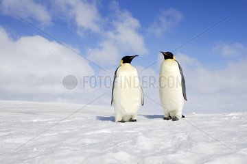 Couple of Emperor penguins on ice Antarctica